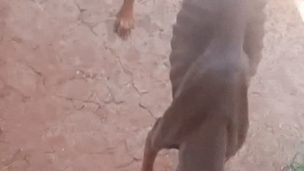 Cachorro esquelético é achado em terreno abandonado na Mata do Jacinto