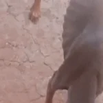 Cachorro esquelético é achado em terreno abandonado na Mata do Jacinto