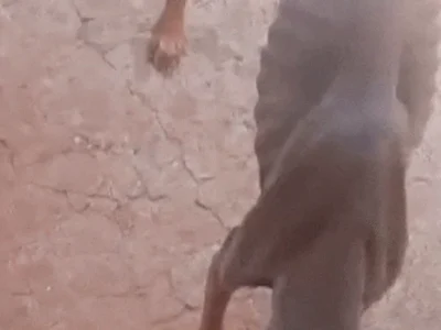 Cachorro esquelético é achado em terreno abandonado na Mata do Jacinto